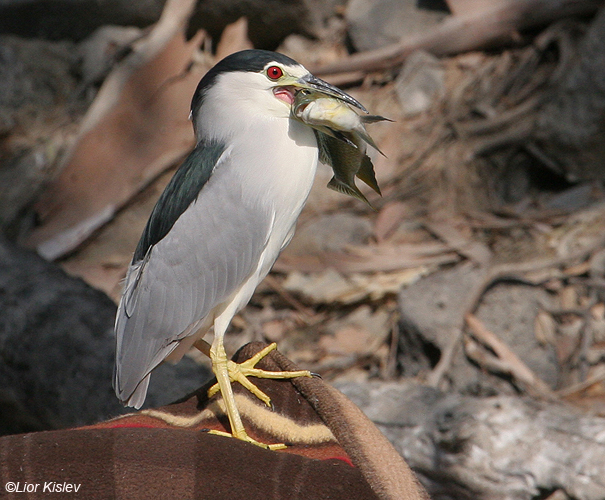  אנפת לילה  Black-crowned Night-Heron                                    Nycticorax nycticorax ,נהר הירדן,אוקטובר 2007.